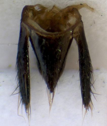 Réf. 292 840 : Philonthus sp.